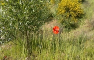 2015-06-04-1231