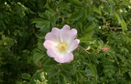 2015-06-04-1247